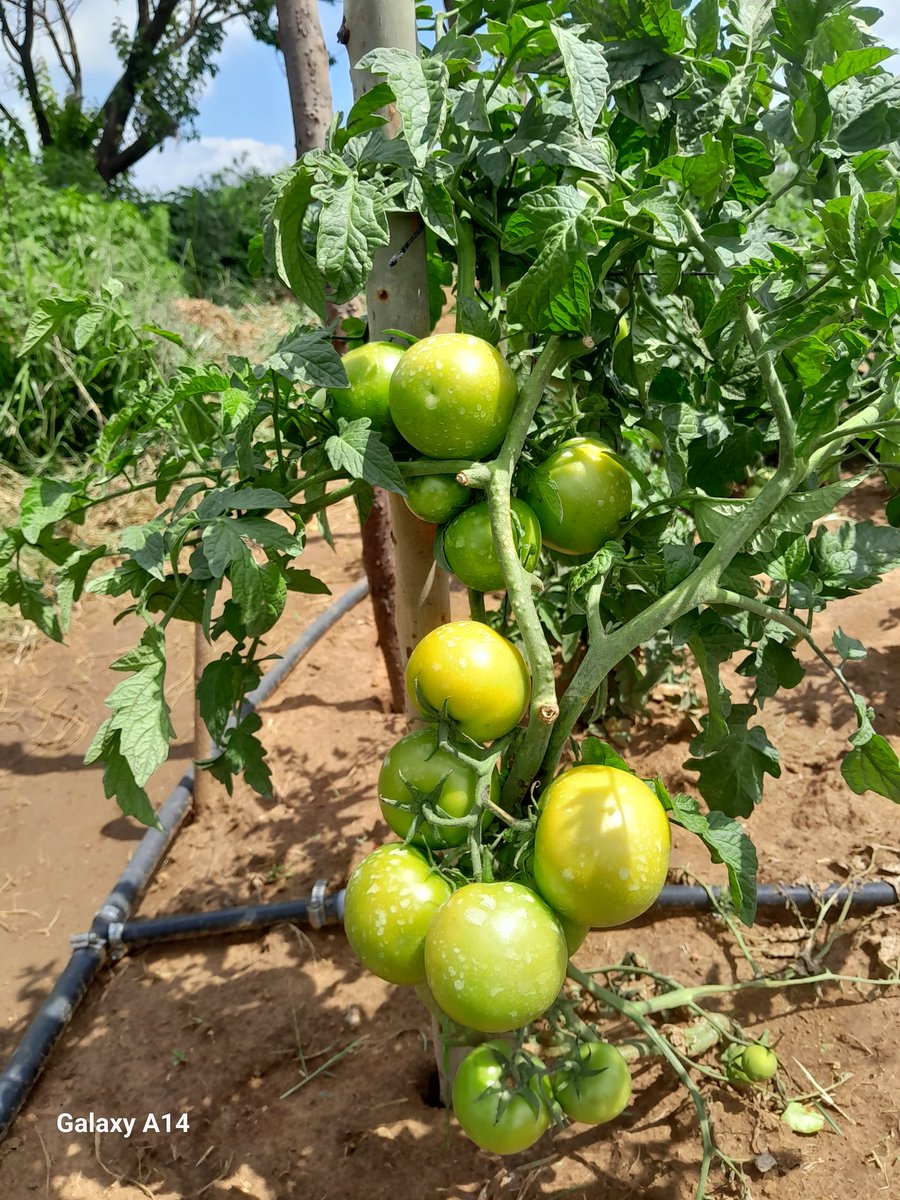 Bulk tomatoes