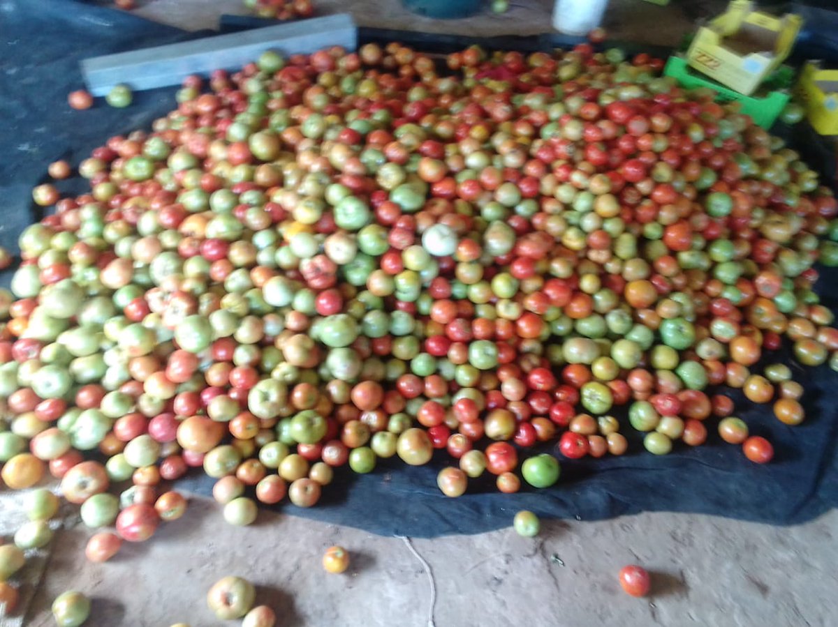 GoompyFresh's tweet image. Bulk tomatoes