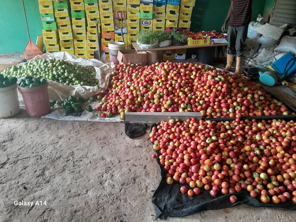 GoompyFresh's tweet image. Bulk tomatoes