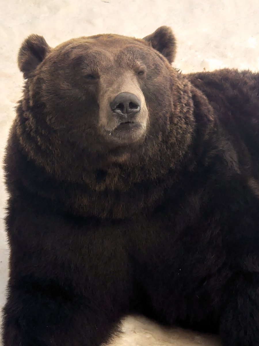 のぼりべつクマ牧場