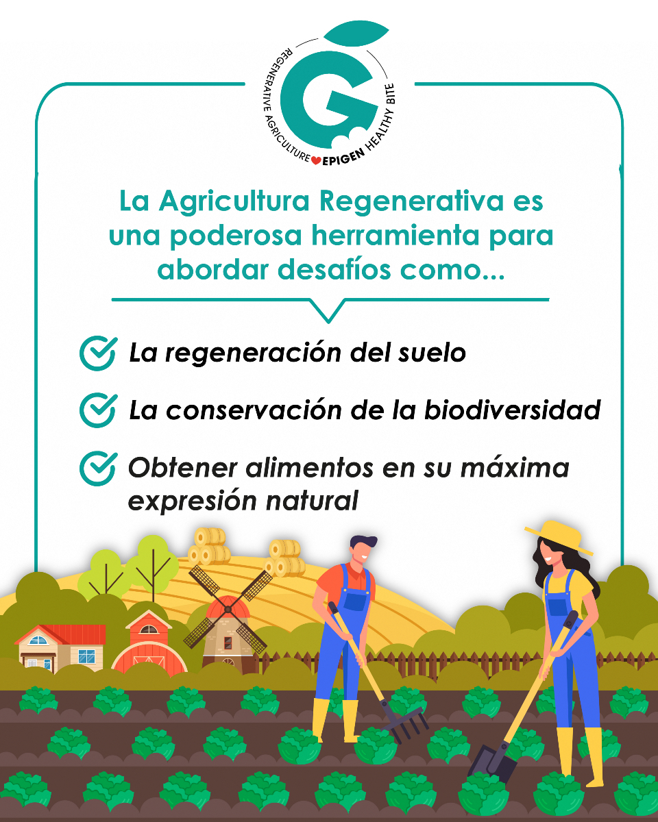 EpigenHealthy's tweet image. ✅ La #agriculturaregenerativa es una poderosa herramienta para abordar desafíos como:

✔️ La regeneración del #suelo 🌱
✔️ La conservación de la #biodiversidad
✔️ Obtener alimentos en su máxima expresión natural

La #agricultura del presente y del futuro