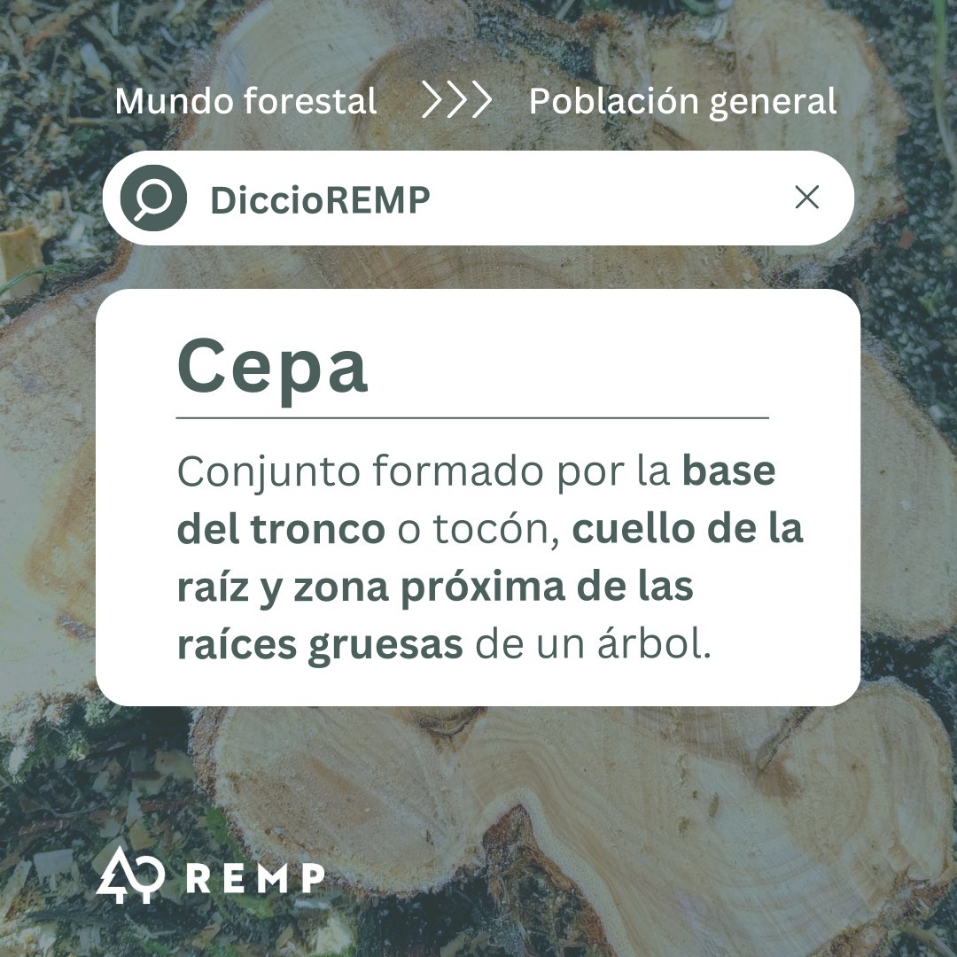 REMP_es's tweet photo. Hoy en #DiccioREMP no os mostramos una nueva palabra.
¡Hoy publicamos dos!
¿Sabes lo que es un #recepe?
¿Y una #cepa?
¡Te lo explicamos en las imágenes!
@FBiodiversidad
#ProyectosPRTR
#PlanDeRecuperación https://t.co/d37HMYqrZD