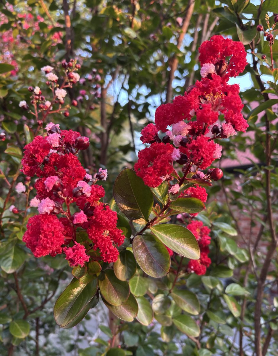 ninakillham's tweet photo. Yes, I know the world is falling apart but check out my Crepe Myrtle. #savethetrees #savetheplanet #saveoursanity https://t.co/LEqBPFnfRl