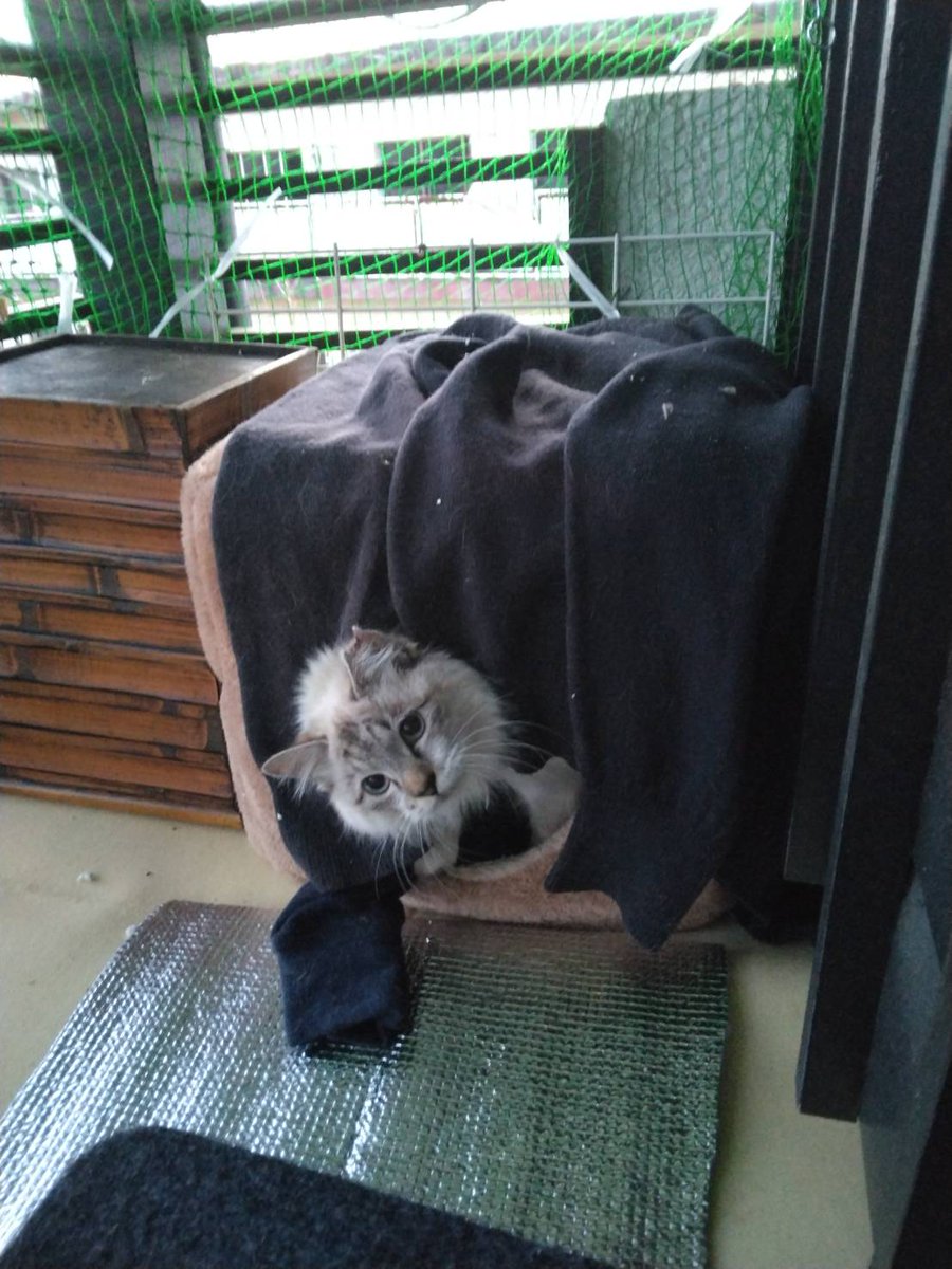 そうかそうかベランダが気に入ったか