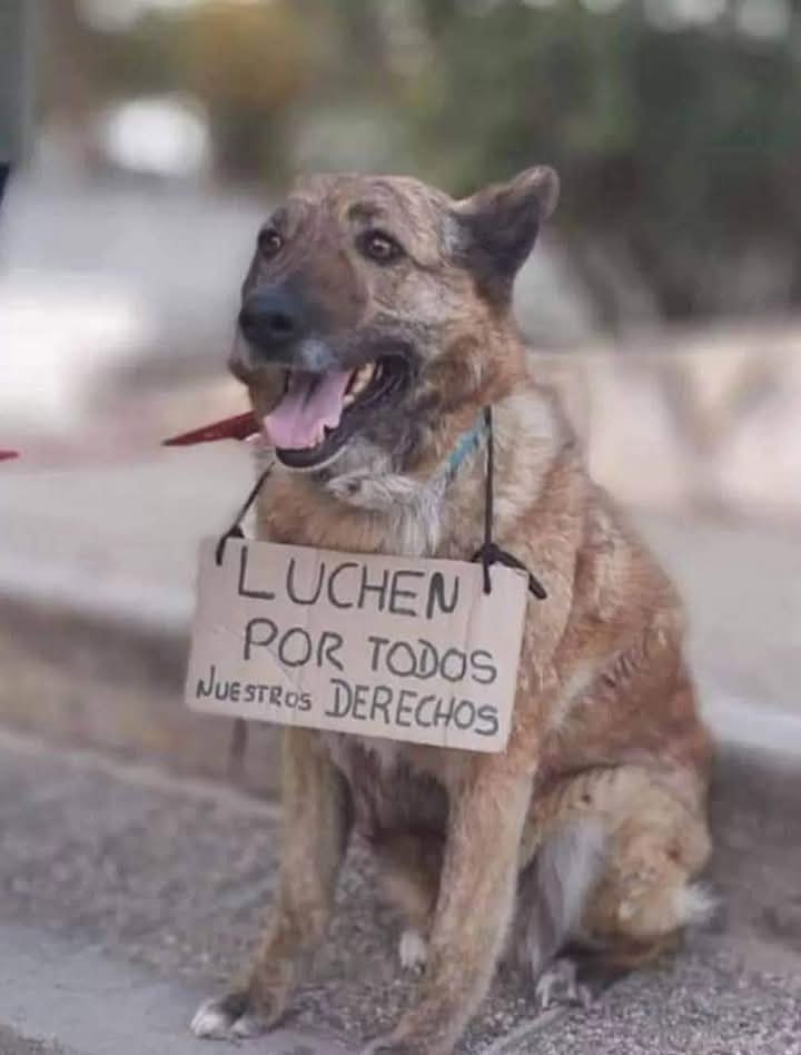 También tienen Derechos.!. 🎗️