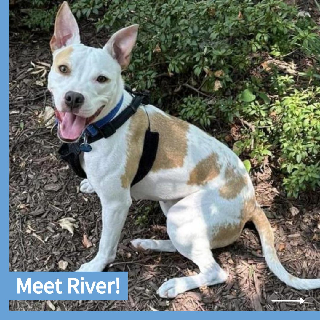 CityDogsRescue's tweet photo. Meet adoptable River! She is a goofy, affectionate dog who adores attention, pets, and napping directly on her humans whenever she can.

Could this lovable goofball be the pup for you? Apply today to meet River: https://t.co/lv1wBWw7ZN 🐾

#AdoptRiver #DCDogs #DogsofDC https://t.co/ek4zQtxxgp
