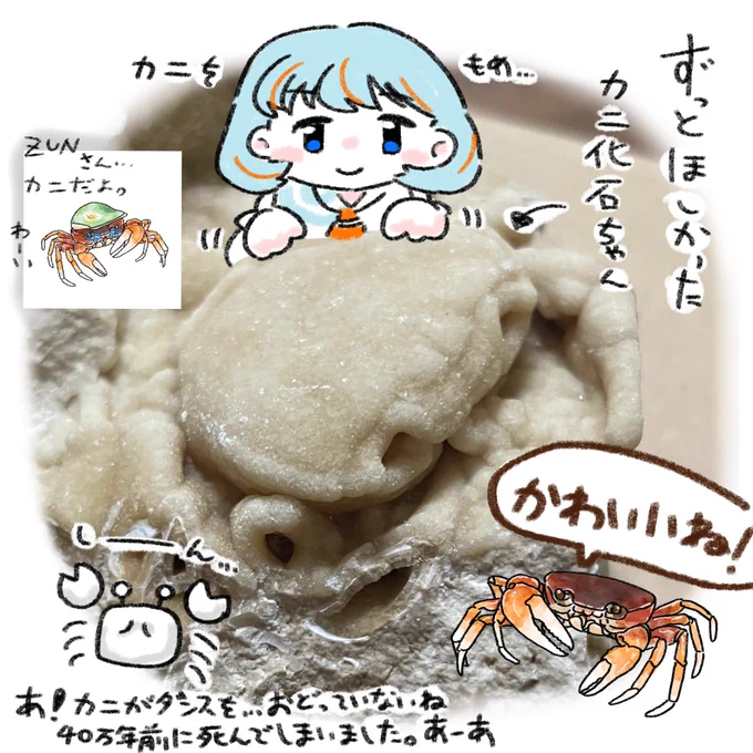 日記です 数年来一目惚れしてたカニの化石を買いました 