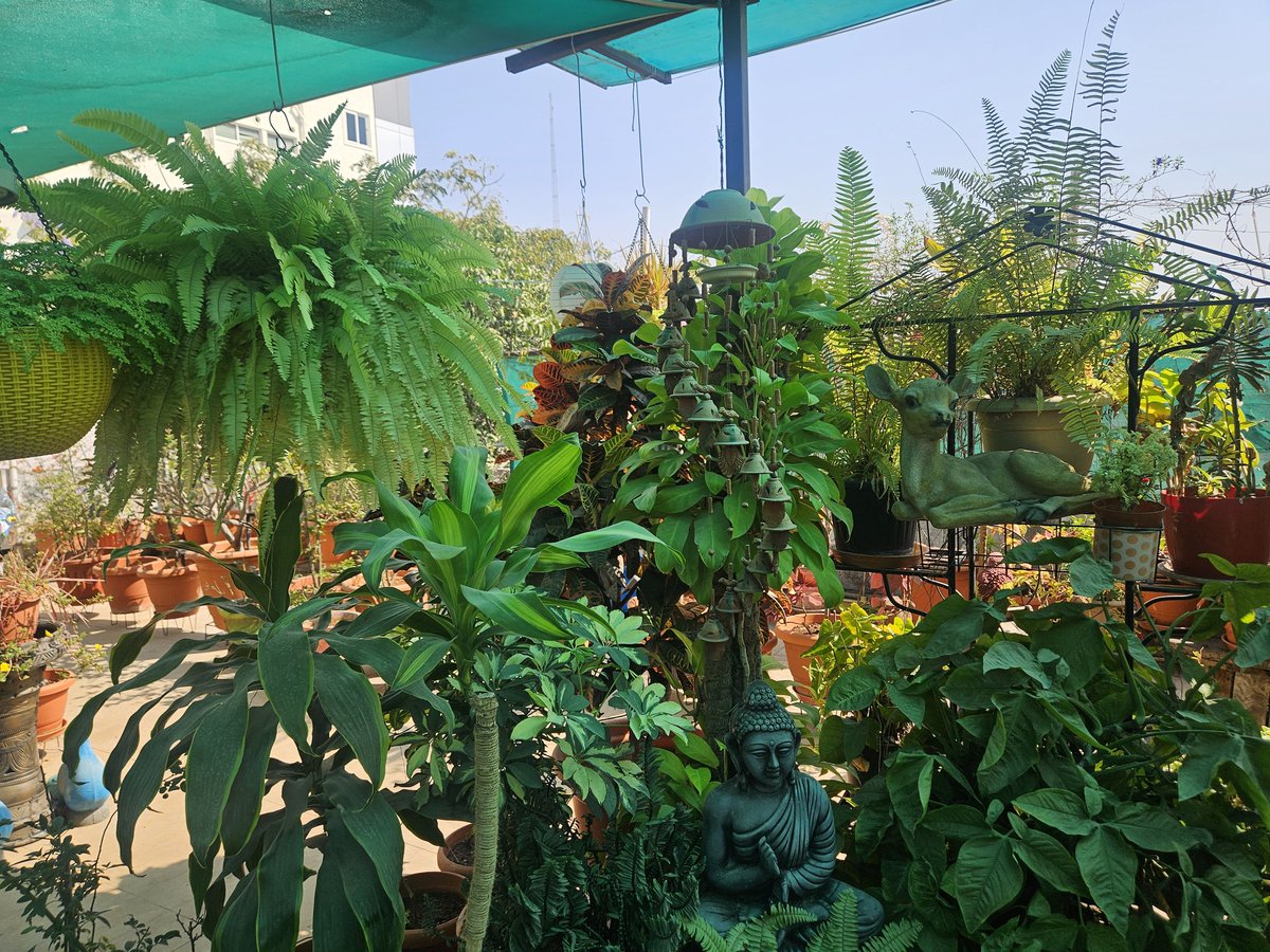 DC Jubileehills (@dc10bg) on Twitter photo Team #GHMC Felicitated Smt and Sri Suman Reddy garu in 92 ward for their beautiful terrace garden & kitchen composting. Segregation of wet waste & composting ideal for waste processing.
<a href="/SwachhBharatGov/">Swachh Bharat Urban</a>
#greenery #composting #jubileehills #RRR
<a href="/ZC_Khairatabad/">Zonal Commissioner Khairatabad, GHMC</a>
<a href="/CommissionrGHMC/">Commissioner GHMC</a> Team #GHMC Felicitated Smt and Sri Suman Reddy garu in 92 ward for their beautiful terrace garden & kitchen composting. Segregation of wet waste & composting ideal for waste processing.
<a href="/SwachhBharatGov/">Swachh Bharat Urban</a>
#greenery #composting #jubileehills #RRR
<a href="/ZC_Khairatabad/">Zonal Commissioner Khairatabad, GHMC</a>
<a href="/CommissionrGHMC/">Commissioner GHMC</a>