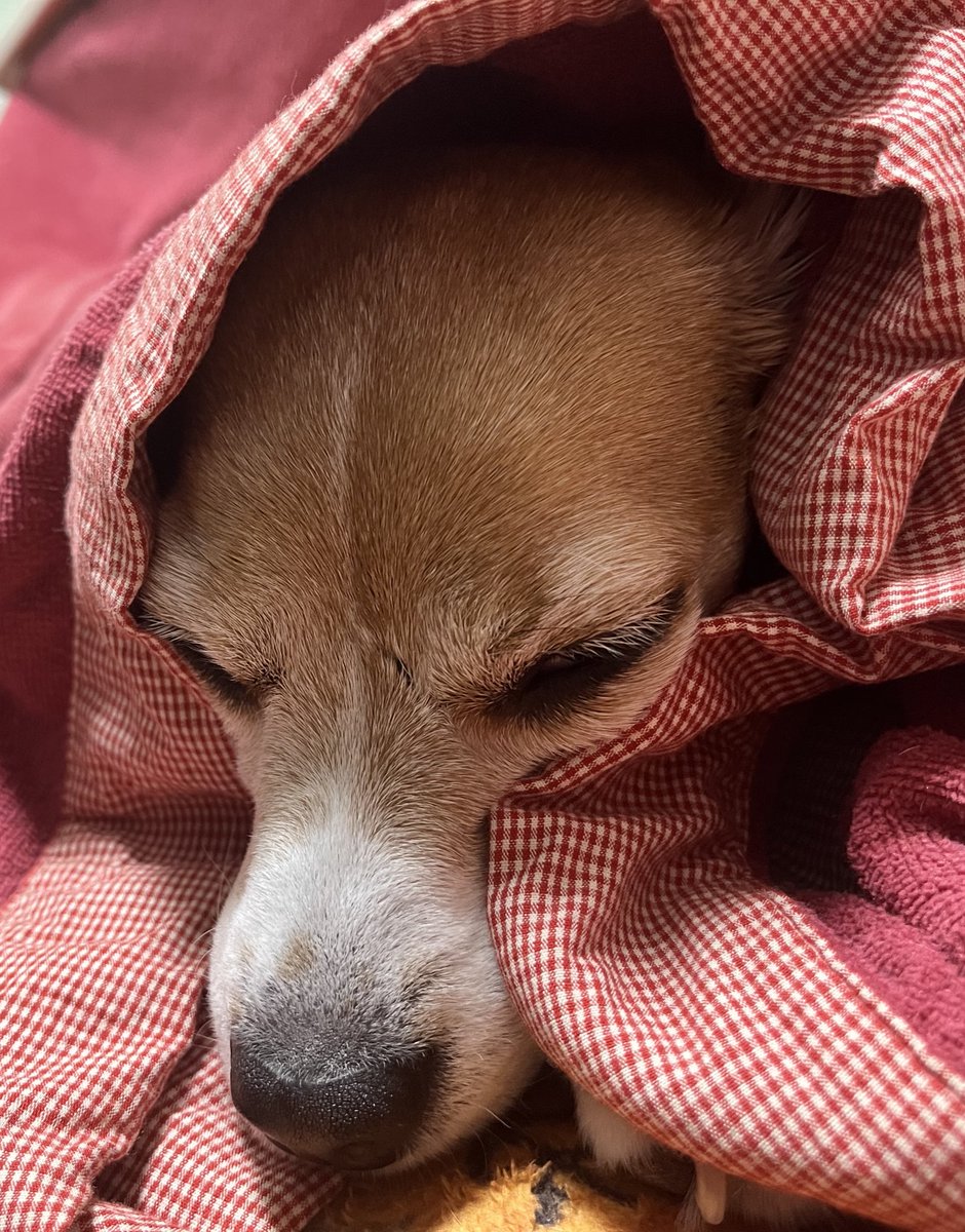 Beagleume15's tweet photo. まま、「可愛い可愛い」って写真撮ってますけど、ちょっとうるさいです
#ビーグル
#beagle
#ビーグルうめちゃん https://t.co/sMXORy6Dhi