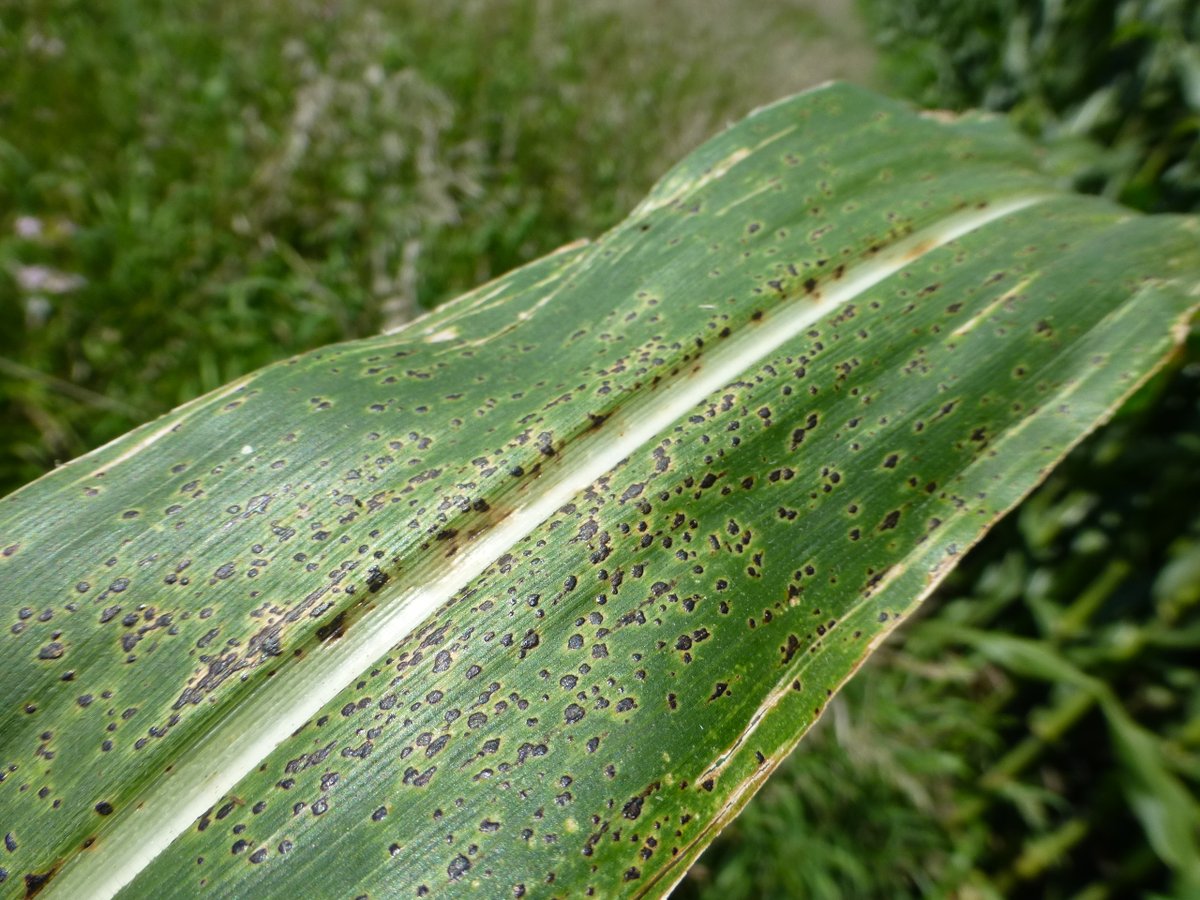 Crop Protection Network (@cropnetwork) on Twitter photo 2025 Fungicide Efficacy for Corn Foliar Disease at cropprotectionnetwork.org/publications/f…
Based on research across corn-producing states.
From Extension. <a href="/cropdoc08/">Kiersten Wise</a> <a href="/DaisyHAhumada/">Daisy Ahumada</a> <a href="/baldpathologist/">Tom Allen</a> <a href="/txextension/">Texas A&M AgriLife Extension Service</a> <a href="/ccecornell/">Cornell Cooperative Extension</a> <a href="/MandyBish1/">Mandy Bish</a> <a href="/BorisCamiletti/">Boris X Camiletti</a> <a href="/MartinChilvers1/">Martin Chilvers</a> <a href="/PACropDoc/">Dr. Alyssa Collins</a> <a href="/UFPlantPath/">UF/IFAS Plant Pathology Department</a> 2025 Fungicide Efficacy for Corn Foliar Disease at cropprotectionnetwork.org/publications/f…
Based on research across corn-producing states.
From Extension. <a href="/cropdoc08/">Kiersten Wise</a> <a href="/DaisyHAhumada/">Daisy Ahumada</a> <a href="/baldpathologist/">Tom Allen</a> <a href="/txextension/">Texas A&M AgriLife Extension Service</a> <a href="/ccecornell/">Cornell Cooperative Extension</a> <a href="/MandyBish1/">Mandy Bish</a> <a href="/BorisCamiletti/">Boris X Camiletti</a> <a href="/MartinChilvers1/">Martin Chilvers</a> <a href="/PACropDoc/">Dr. Alyssa Collins</a> <a href="/UFPlantPath/">UF/IFAS Plant Pathology Department</a>