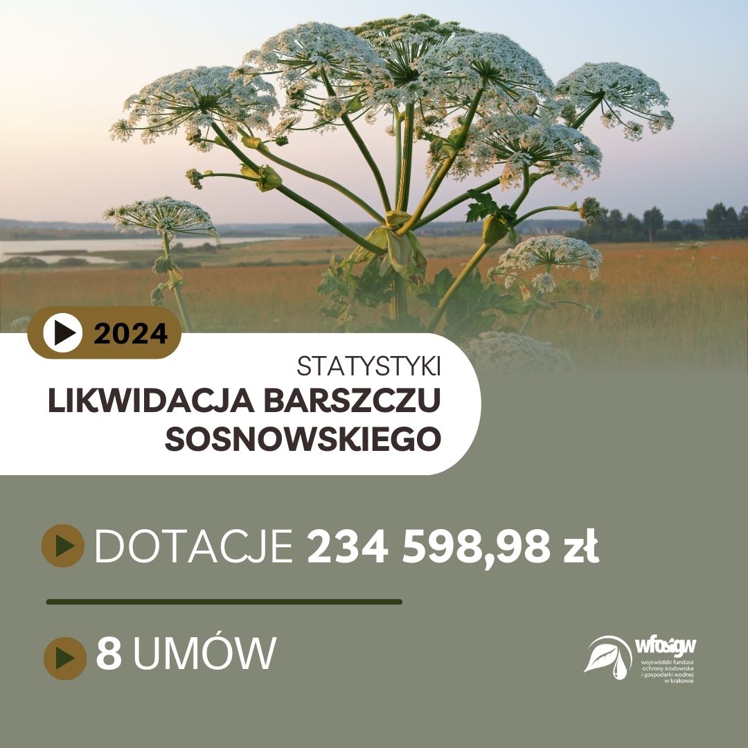 📅 W 2024 roku, w ramach wielu różnych dotacji proekologicznych, WFOŚiGW w Krakowie przeznaczył ponad 230 tys. zł na działania mające na celu likwidację stanowisk Barszczu Sosnowskiego. 
📌Podsumowanie programu ⬇️
bit.ly/40K8Y8Y