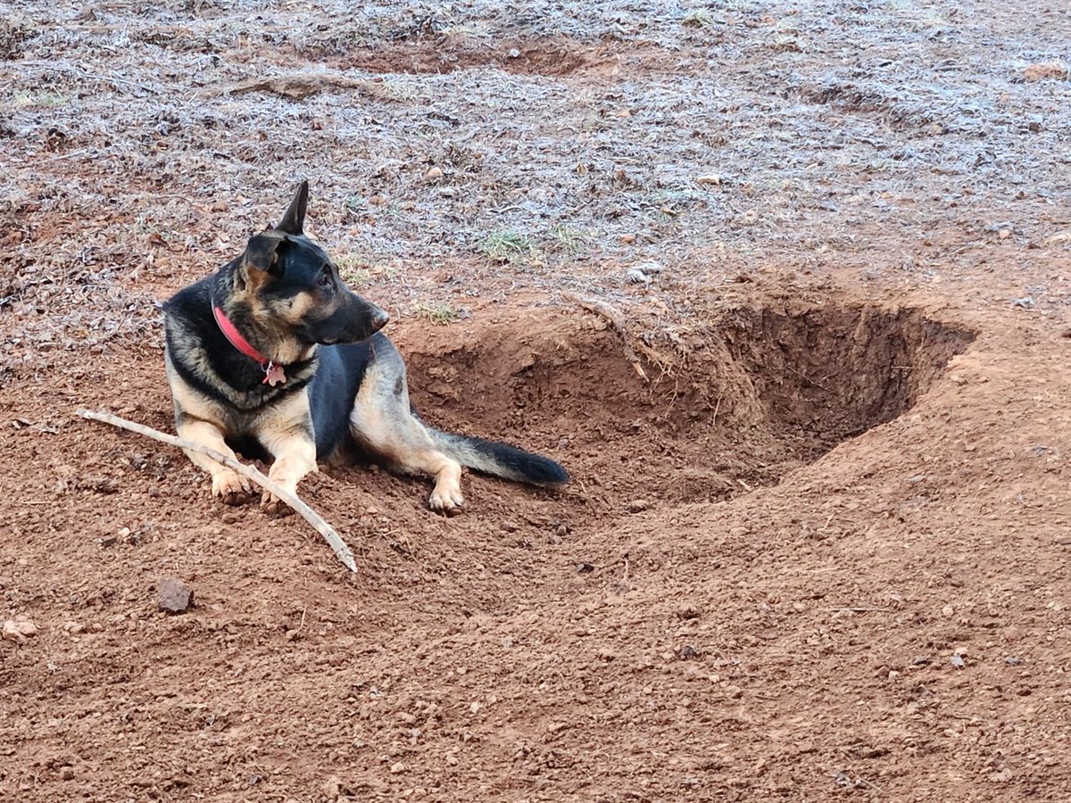 This seems non-optimal. Now I have to sort out how to fill a hole and prevent digging. #gsd #germanshepherd