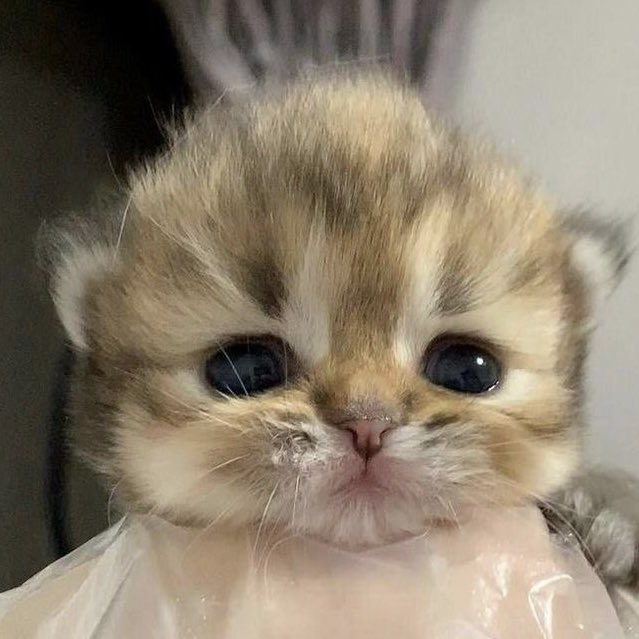 𝒥udy ྀི🍨 (@bbykittymuffin) on Twitter photo 