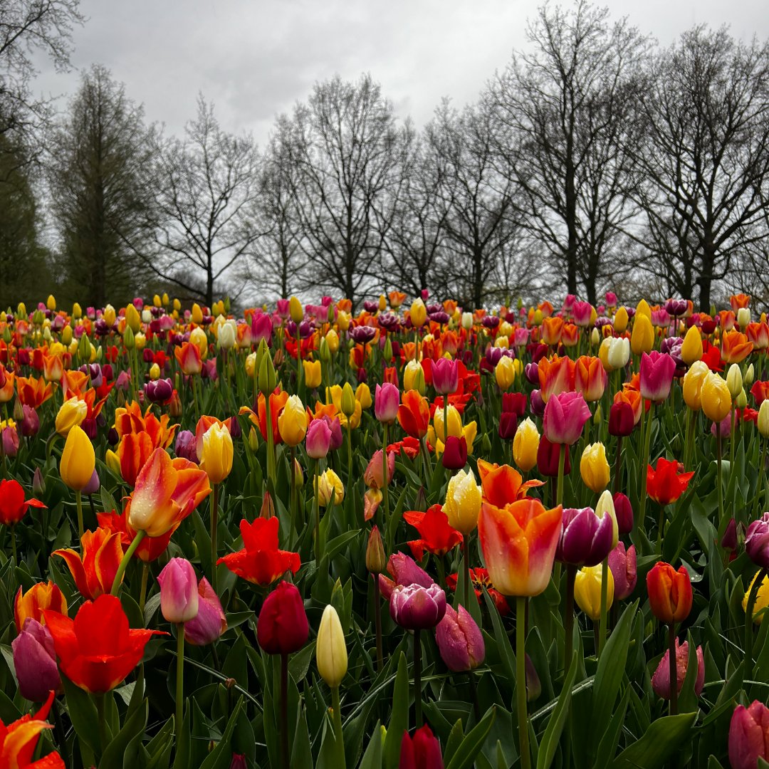 Each year more than seven million tulip bulbs are planted by hand in the Keukenhof Gardens and burst into a riot of colour in spring. The famed gardens are only open for 8 weeks a year between March and May when you can experience the irrepressible joy of nature come to life.