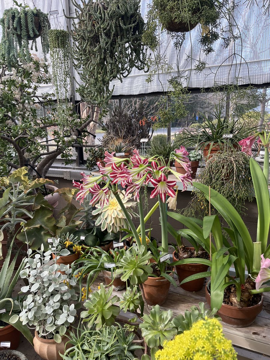 WDCGardener's tweet photo. The greenhouse at #greenspringgardens is small but packed with lush tropical plants and stunning succulents. #gardendc #dmv #greenhouse #winterrelief #planttherapy https://t.co/bveVpmlOvF