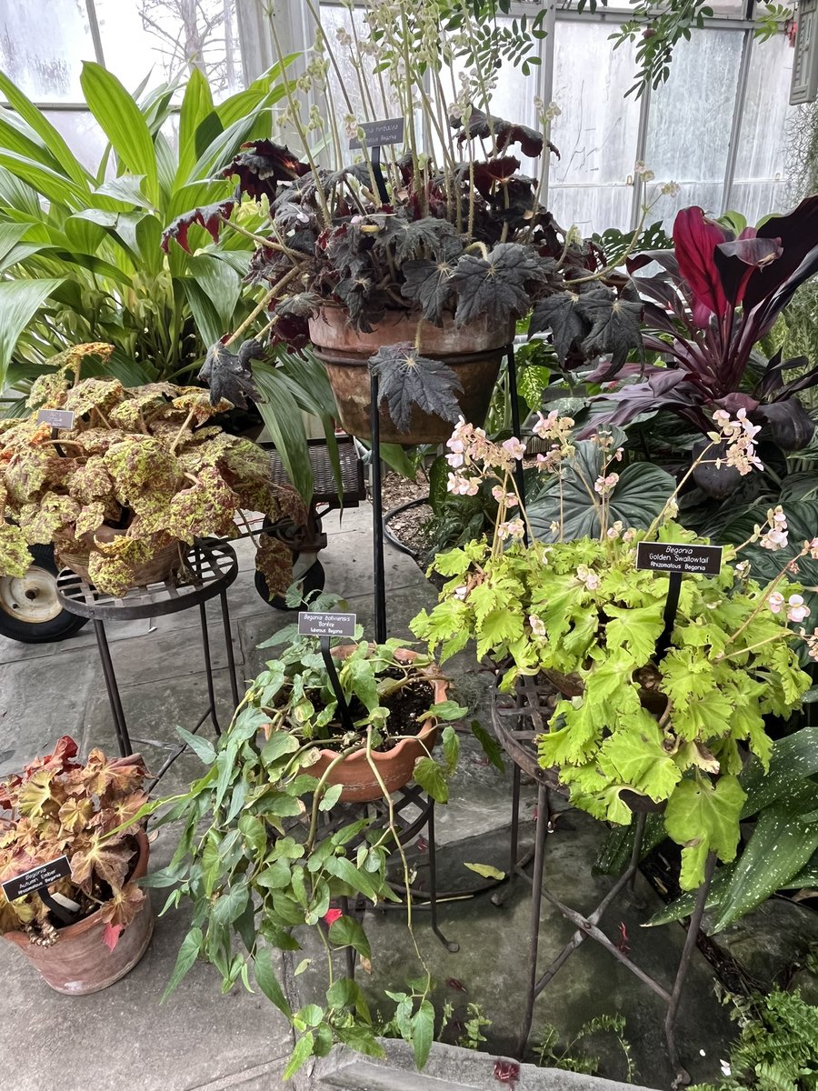 WDCGardener's tweet photo. The greenhouse at #greenspringgardens is small but packed with lush tropical plants and stunning succulents. #gardendc #dmv #greenhouse #winterrelief #planttherapy https://t.co/bveVpmlOvF