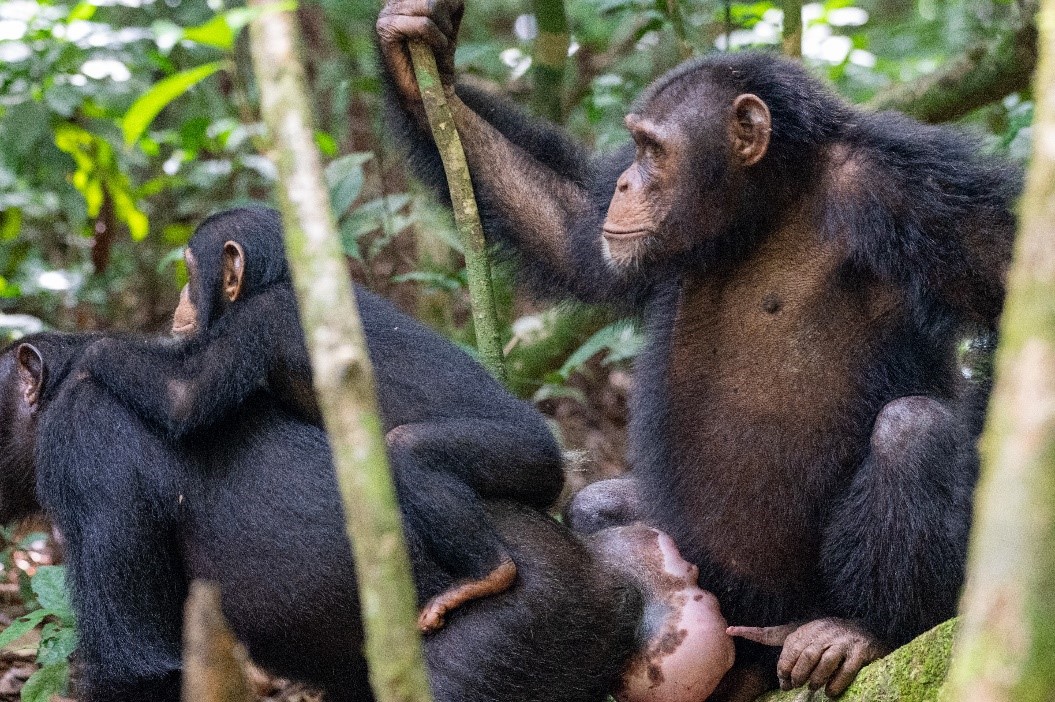 MPI-EVA Leipzig (@mpi_eva_leipzig) on Twitter photo Dialects in #chimpanzees. Human influence has led to cultural loss & calls for #conservation strategies to include preserving cultural distinctiveness. New study in <a href="/CurrentBiology/">Current Biology</a> by <a href="/MPI_EVA_Leipzig/">MPI-EVA Leipzig</a>, <a href="/ISC_MJ/">Institut des Sciences Cognitives - Marc Jeannerod</a> & <a href="/TaiChimpProject/">Taï Chimpanzee Project</a>. tinyurl.com/a7bhudk7 & doi.org/10.1016/j.cub.… Dialects in #chimpanzees. Human influence has led to cultural loss & calls for #conservation strategies to include preserving cultural distinctiveness. New study in <a href="/CurrentBiology/">Current Biology</a> by <a href="/MPI_EVA_Leipzig/">MPI-EVA Leipzig</a>, <a href="/ISC_MJ/">Institut des Sciences Cognitives - Marc Jeannerod</a> & <a href="/TaiChimpProject/">Taï Chimpanzee Project</a>. tinyurl.com/a7bhudk7 & doi.org/10.1016/j.cub.…