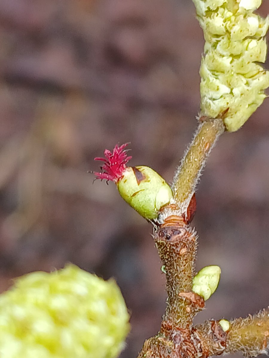 Female flowers of Hazel. Tiny splash of colour whist we were coppicing with the volunteer group 😊