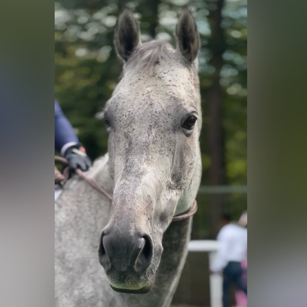 Au-Delà des Pistes est attristée par la disparition de Son Altesse Karim Aga Khan IV. Il a joué un rôle essentiel dans la création de l’association et a toujours soutenu la reconversion des chevaux. Vazirabad perpétuera sa présence à nos côtés. Nos pensées accompagnent sa famille