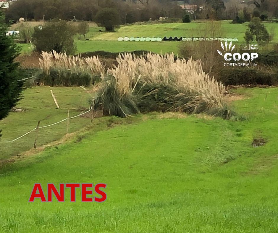 stopcortaderia's tweet image. ✅Un antes y después en Arce.
👀La cuadrilla de @asociacionamica sigue recorriendo el Pas río arriba, restaurando las riberas invadidas por plumero 🌾
😄Una enorme ganancia ecosistémica, pero también paisajística🔝 ¿verdad @aytopielagos ? 😉👏
#CoopCortaderia #LifeProgramme