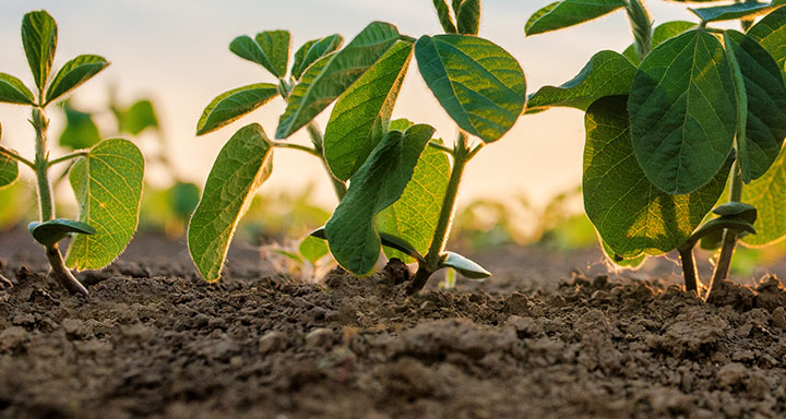 .<a href="/Syngenta/">Syngenta</a> Seeds is moving to a new model for distribution of NK® traited soybeans. Starting with the 2026 crop season, NK traited soybeans will be distributed by Pitura Seeds in Western Canada and Jackson Seed Service in Eastern Canada: shorturl.at/EGkxz
