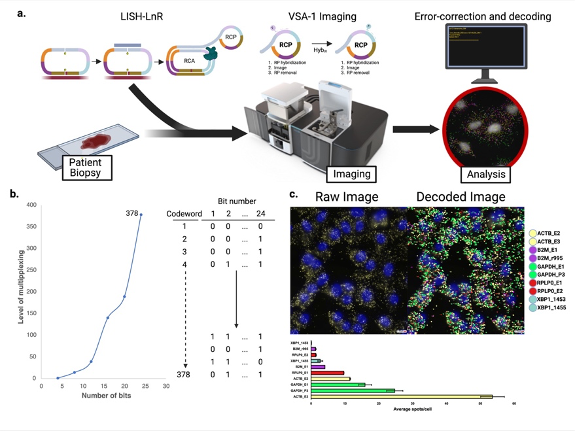 We’re so excited to present LISH-LnR, a powerful spatial transcriptomic platform spawned in my lab at Johns Hopkins and then spun into a startup company called Portal Bioscience. biorxiv.org/content/10.110…