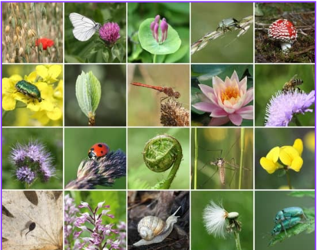 gosmartforestry's tweet photo. ¡Bosques y biodiversidad! 🌳🌼 Evaluamos la biodiversidad de los montes con tecnología avanzada. #GreenDeal #SmartForestry #Biodiversidad
@elbosquep
@redespanola https://t.co/wmXZg6MFDW