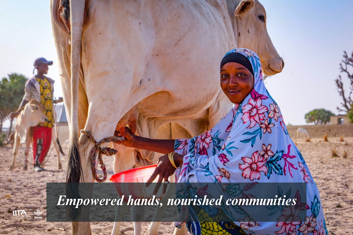 IITAYOUTHAGRIP's tweet image. Young women in #AdamawaState are transforming #dairyfarming, boosting #milkproduction, and securing their future. 

With #IYouth, they are adopting modern techniques, increasing their #productivity and income.

#IYouthInAction, #WomenInAgriculture
@MastercardFdn