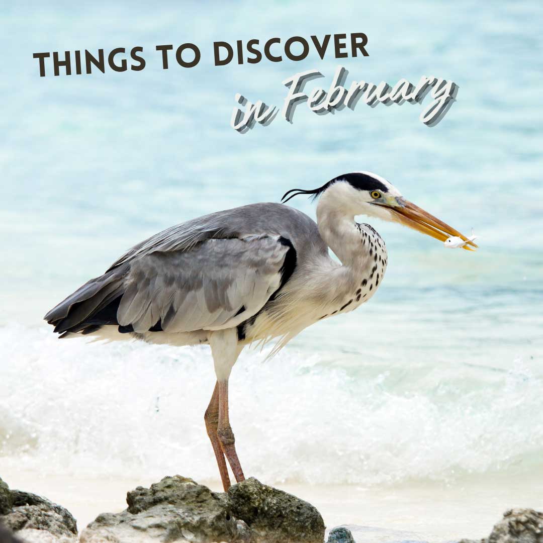 RockOpera's tweet image. Discover the UK&apos;s late winter wonders this February! 🌿 Dive into our nature guide - perfect read for families, educators &amp;amp; nature lovers eager to explore. Check it out now! rockfordsrockopera.com/a-uk-nature-gu…
#UKNature #LateWinterWonders #NatureGuide #Birdwatching