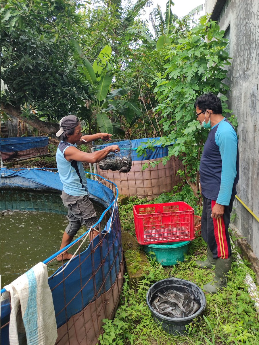 bett_alqi's tweet photo. Rabu (5/2), Baiti, Luhkan Bojonegoro, mendampingi #panen Lele di Bpk Irawan (Kel. Klangon), teknologi sederhana, sebanyak 75 kg, kolam terpal luas 19 m², size 8 - 12 ek/kg, harga Rp. 19.000/kg
#GiatLuhkanSatminkalBWI
#Bnegoro 
@pusluh_bppsdm
@bppsdm_bp3bwi https://t.co/X4AolI82sl