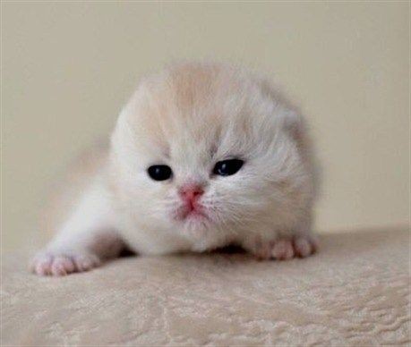 apocadooo's tweet photo. ☠️ the cutest villain in history. he pout 😾

@Nnattawin1 #ApoNattawin https://t.co/9ZDXy62jNG