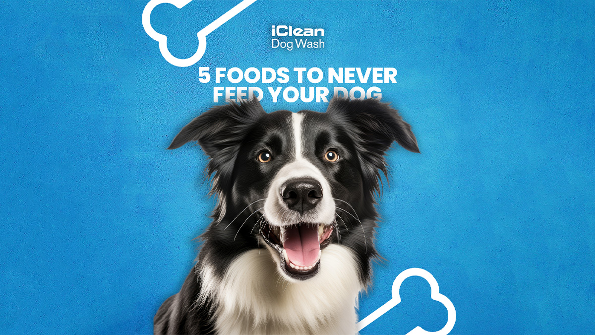 iClean_Dog_Wash's tweet photo. Did you know some common foods can be harmful to your furry friend? 

Chocolate 
Grapes &amp; Raisins
Onions &amp; Garlic 
Avocado
Xylitol

#iclean_dog_wash #dogwash #dogwashmachine #furryintelligence #petlearning #emotionalpets https://t.co/TCY9UDVdgo