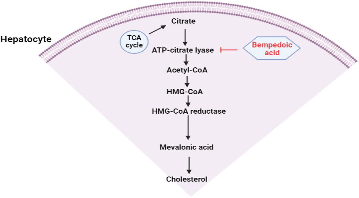 Cutting-edge lipid-lowering pharmacological therapies: Improving lipid control beyond statins. elsevier.es/es-revista-hip…