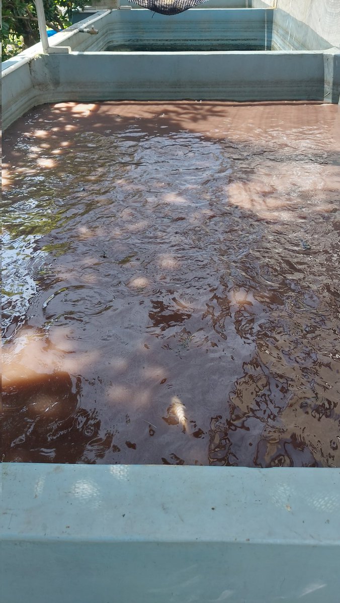 sugi_tanto's tweet photo. Rabu (5/02/25) Sugi H Luhkan Kab Tegal, Anjangsana dan Pendataan Pembudidaya ikan lele Bpk Romli di bln januari 2025 sebanyak 512 Kg panen lele dgn hrg Rp 20rb/kg di desa Demangharjo Kec Warureja. #GiatLuhkanSatminkalBogor #luhlapor @brpbatpp_bogor @pusluh_bppsdm @diskankabtegal https://t.co/4fD4XJvAUJ