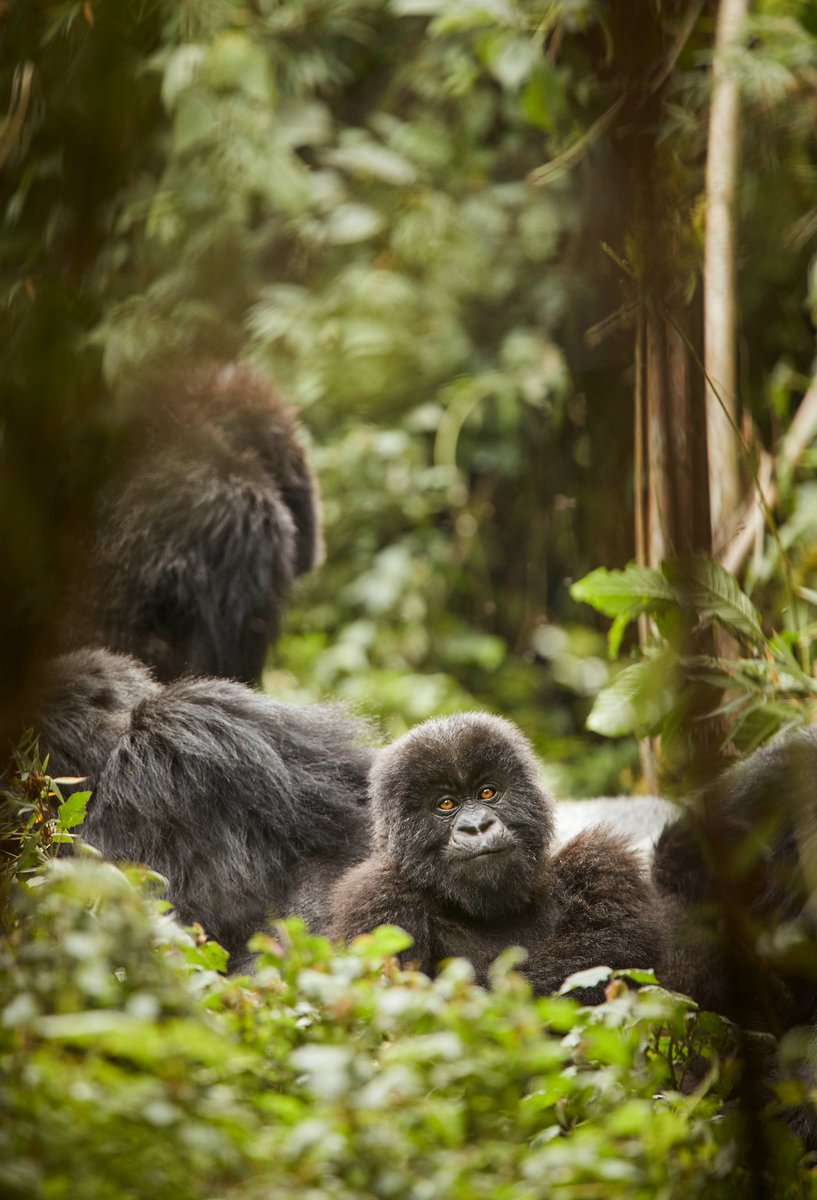Visit Rwanda tweet media