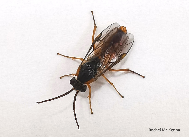 Volume 40 - Rachel Mc Kenna reports on Pristiphora conjugata, a sawfly new to Ireland. For subscription details: irishnaturalistsjournal.org