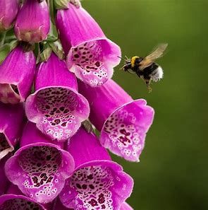 💚We are delighted to welcome the Friends of Maghull &amp; the Bees to our estate! 💚 
buff.ly/4jHOC99 
#ProudtobeParkhaven