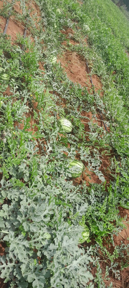 o_rapong's tweet photo. Good afternoon from the great Kajiado County.We keep trying.. @IrriHub @rodgers_kirwa @kilimoKE @KilimoNews https://t.co/BsRqkBe4Cj