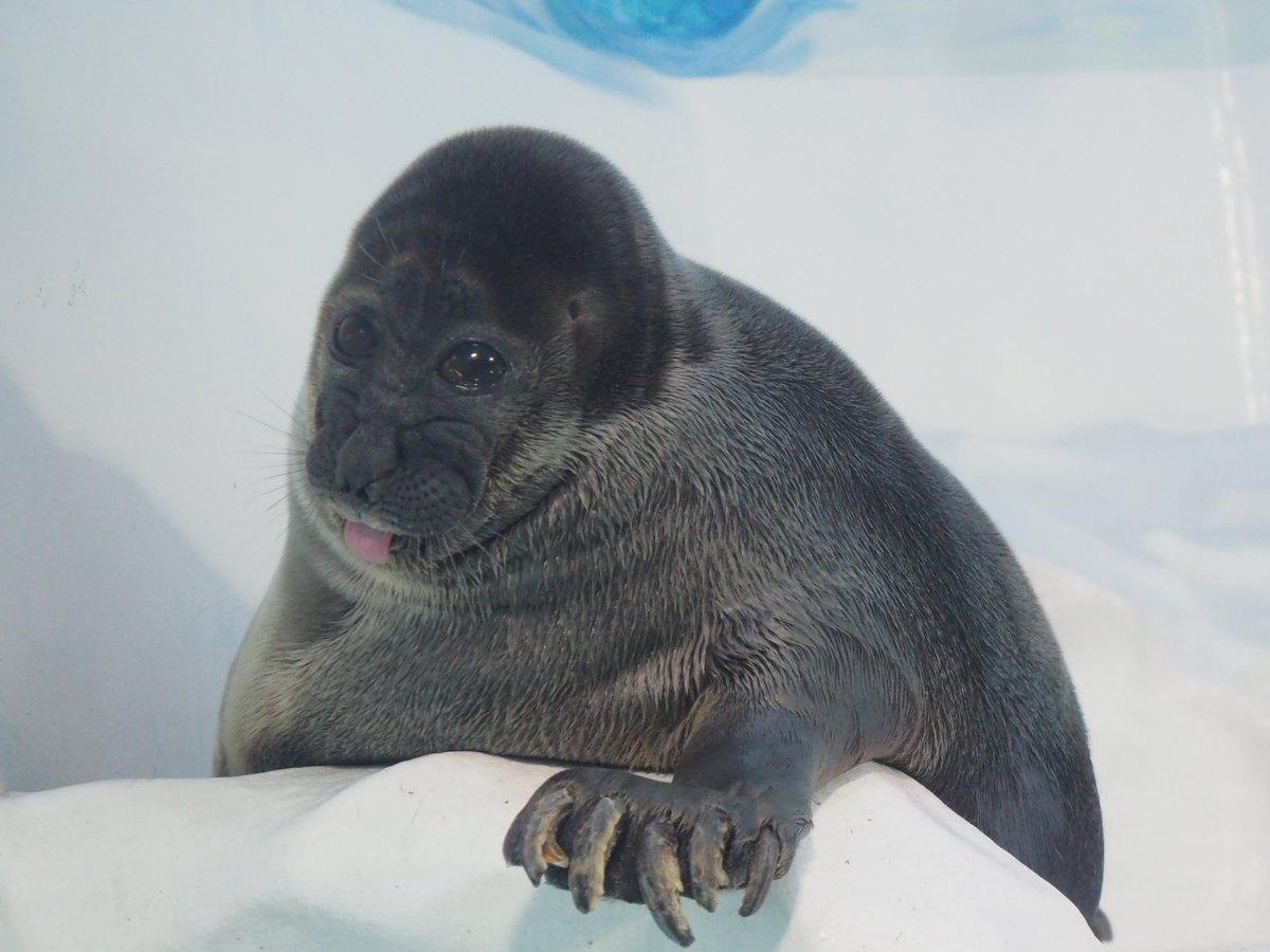 バイカルアザラシ…？

2025.02
#琵琶湖博物館
#バイカルアザラシ