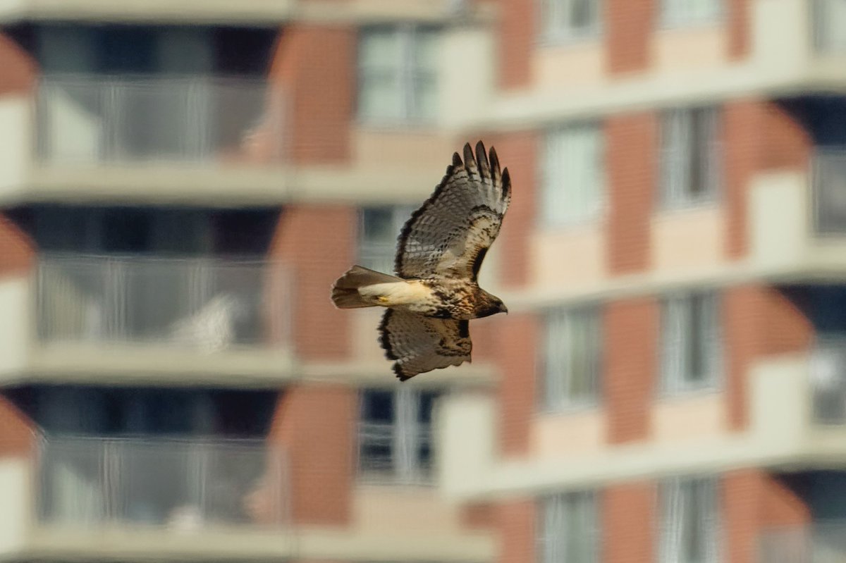 Patrick bx tweet media