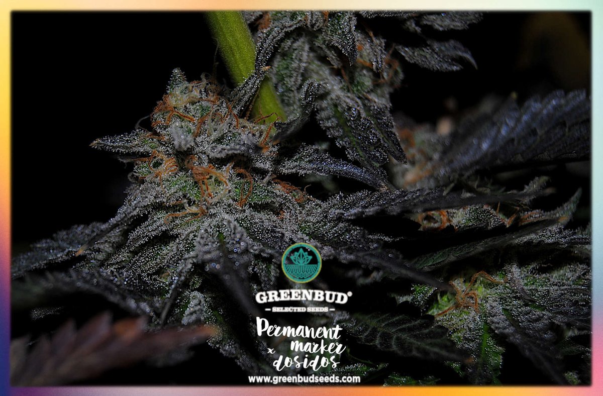 GreenbudSeeds's tweet photo. #GreenbudSeeds PERMANENT MARKER X DO-SI-DOS (male)
π οΈ Testing by @GWG_Testers
π Powered by @GreenwoodGifts πͺπΊ Wholesale Distribution πͺπΊ
Have a great day! π
#cannabisculture #WeedLovers #Weedmob #weedtwt #weedgirl #WeedGermany #420friendly #weedpics https://t.co/8UEgNaY5C8