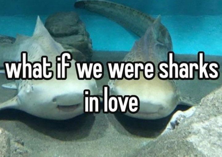 𝒛𝒂𝒓. tweet media