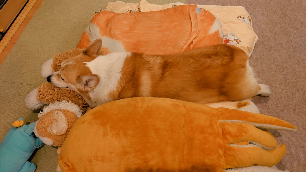 peachice20111's tweet image. 足しびれない？

#コーギー
#WelshCorgi
#Corgi