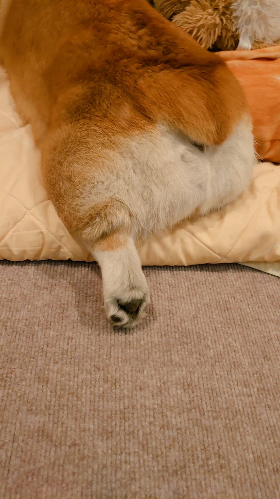 peachice20111's tweet image. 足しびれない？

#コーギー
#WelshCorgi
#Corgi
