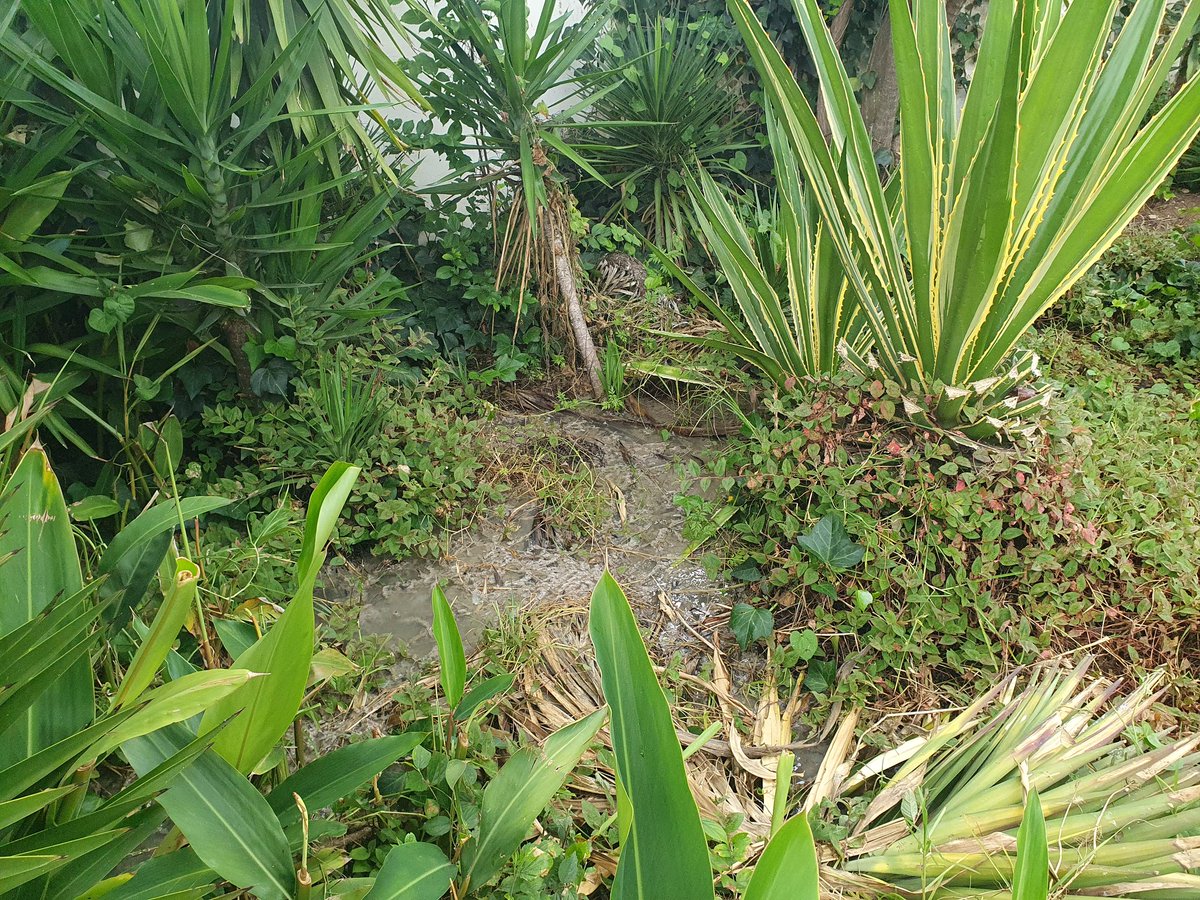 ChettyD's tweet image. Severe blockage sewer and street flowing into multiple properties.  19 Homestead Road Bramley
@CityofJoburgZA @JHBWater