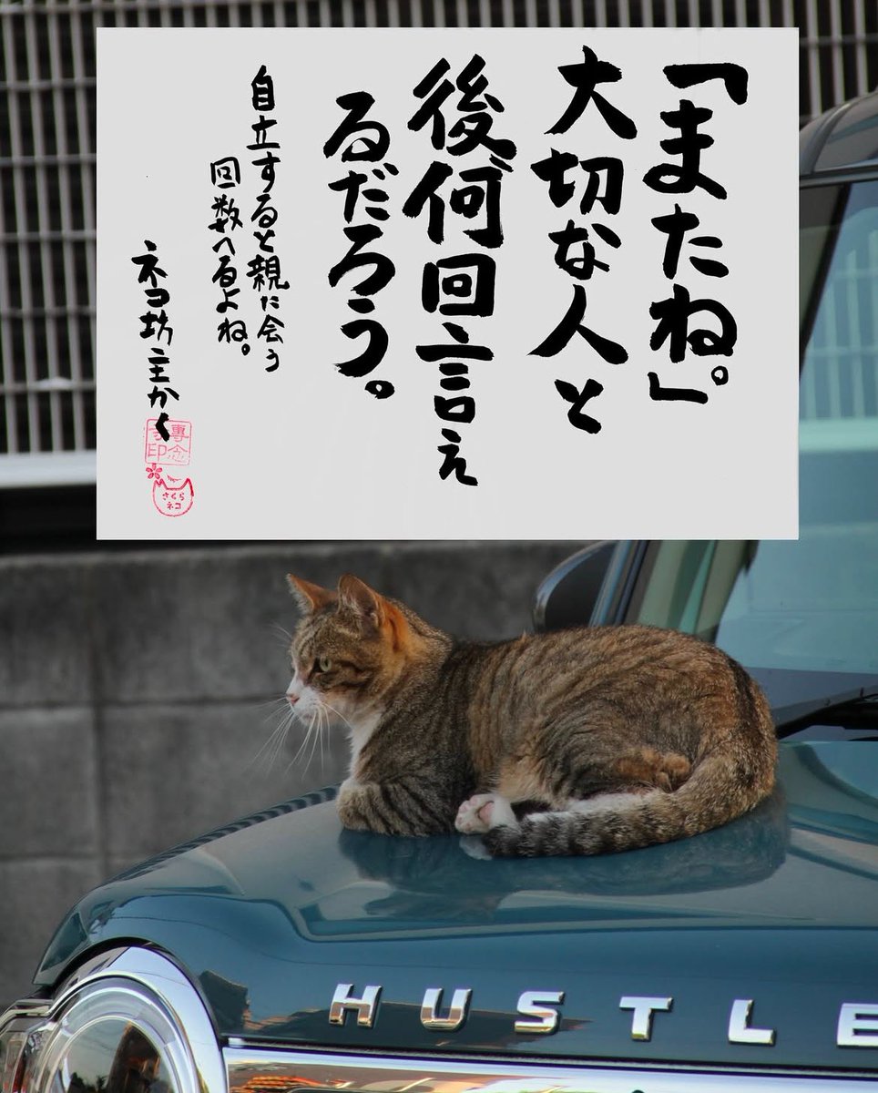 ネコさんから人間さんへ今日の一言