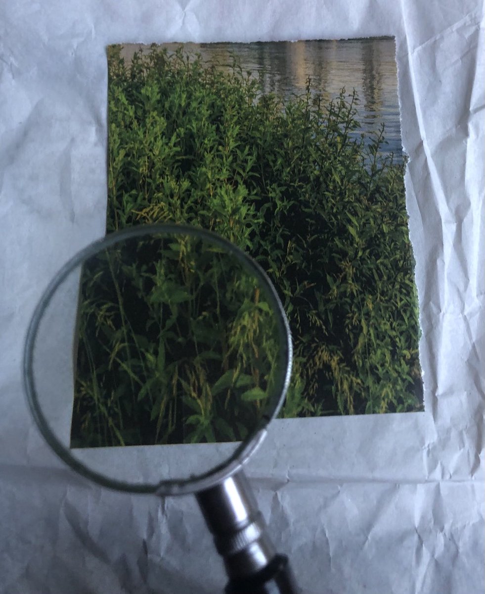 Marroquin_NFT's tweet image. (enlarged detail) "Vegetation" FLORA. Raul Marroquin 2025 #TearOut and Magnified Glass used for Remote #Streamed #LiveAction issued as #NFT Zonamaco Foto Mexico 5 - 9 Febtuary 2025