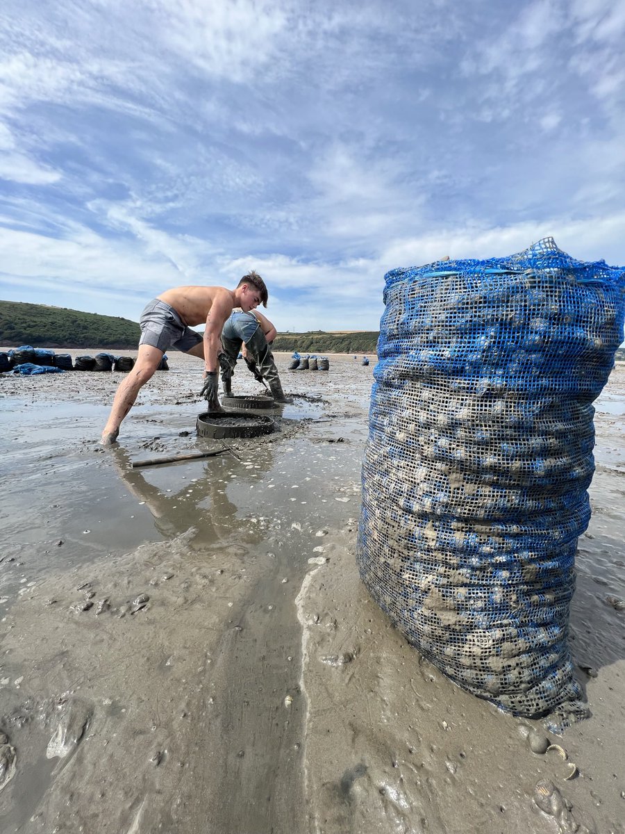 Laverbread is cooked. ✅ 
Cockles are cooked. ✅
Delivering locally for FREE tomorrow! 
Please get in touch for further information on our free delivery route. 
All other mainland UK addresses will be delivered by next day courier. 🚚 
selwynsseafoods.com