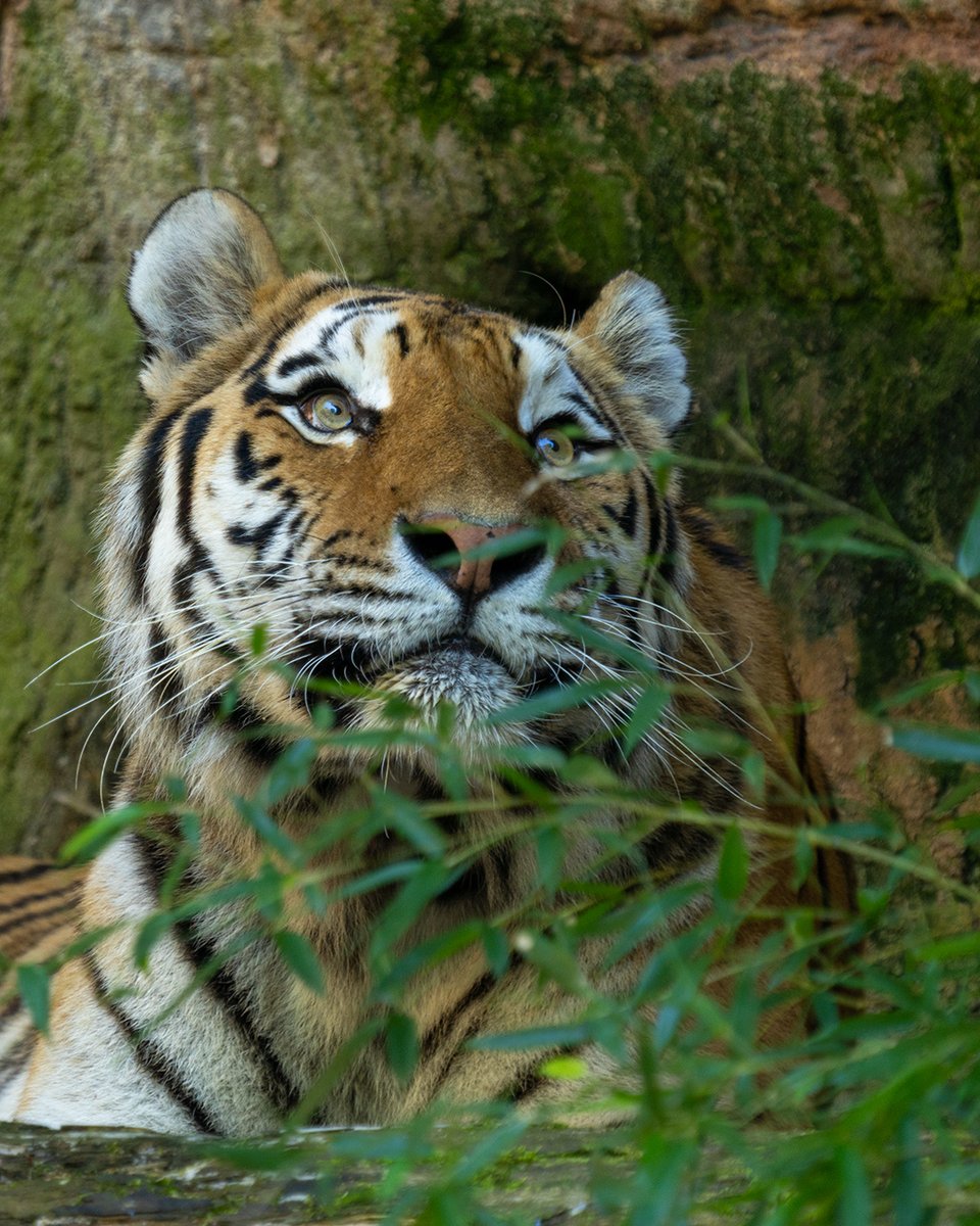 KarstenKoch's tweet photo. @ViewFromShikhar Just dream ... 
. 
. 
#wildlife #tiger #photography #fotografie #a7R4
@SonyAlpha https://t.co/ys0p4C6WYM