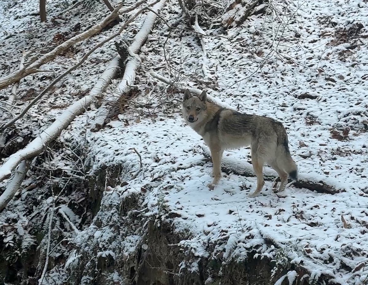 PartnerDog's tweet photo. 一瞬で積もった雪❄️ https://t.co/MKR5q9nF5l